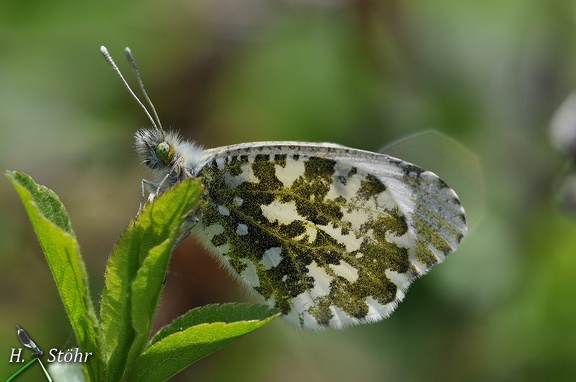 Aurorafalter (Anthocharis cardamines)